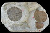 Three Fossil Leaves (Zizyphoides & Davidia) - Montana #165032-3